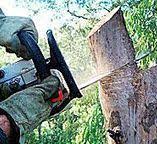 Best Tree Risk Assessment  in Loyola, CA
