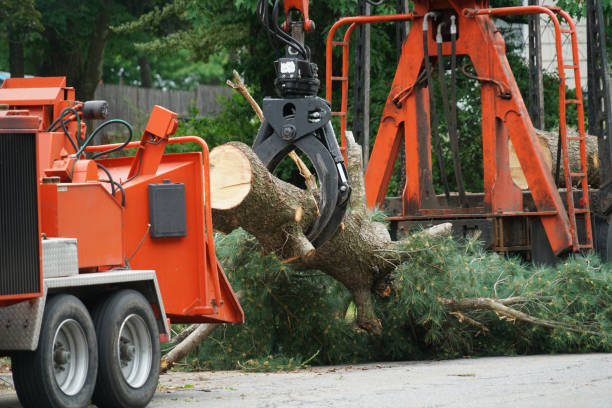 Best Fruit Tree Pruning  in Loyola, CA