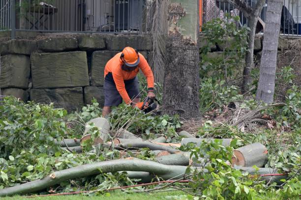 Best Seasonal Cleanup (Spring/Fall)  in Loyola, CA